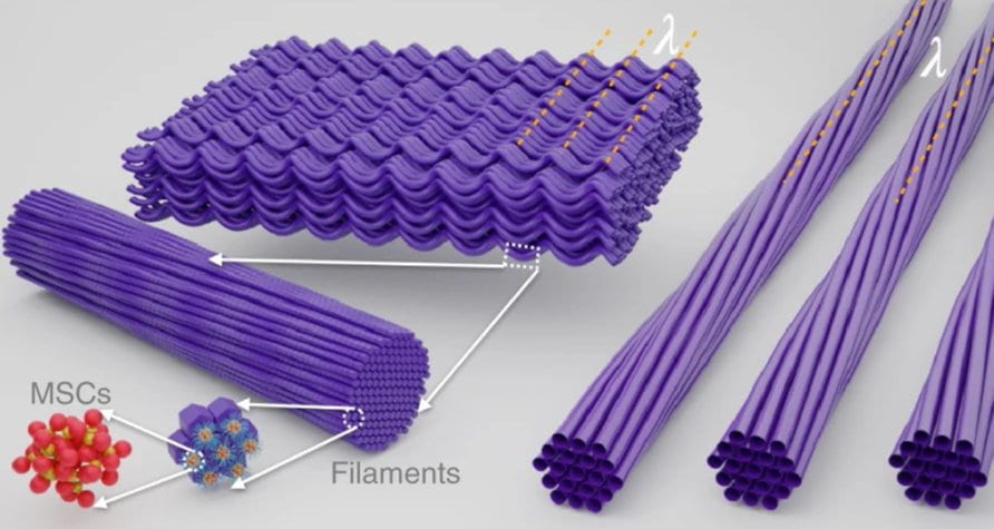 Illustrating the self-assembly process from MSCs to filaments to bands